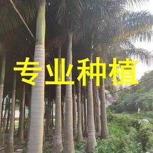 福建 大王椰子树 大王椰 大王椰子 大王棕基地批发价格