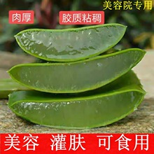 库拉索芦荟盆栽芦荟灌肤美容院专用芦荟食用芦荟植物美容芦荟叶片