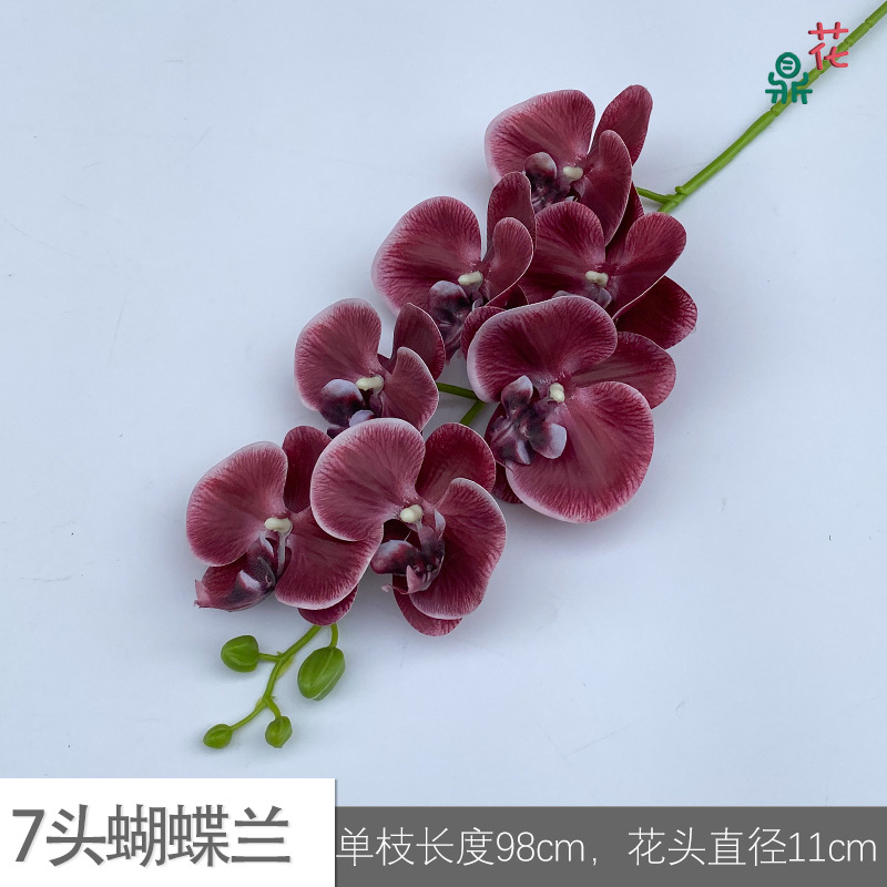 7 phalaenopsis GFG #32 버건디