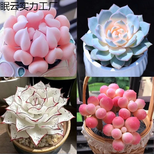 ¿ֲԽMςӰۼtֺBͺk