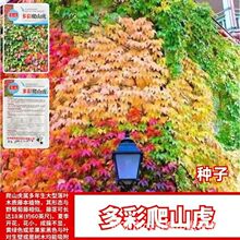 多彩爬山虎种子爬墙虎种子爬藤植物种子五叶地锦种子花卉种子