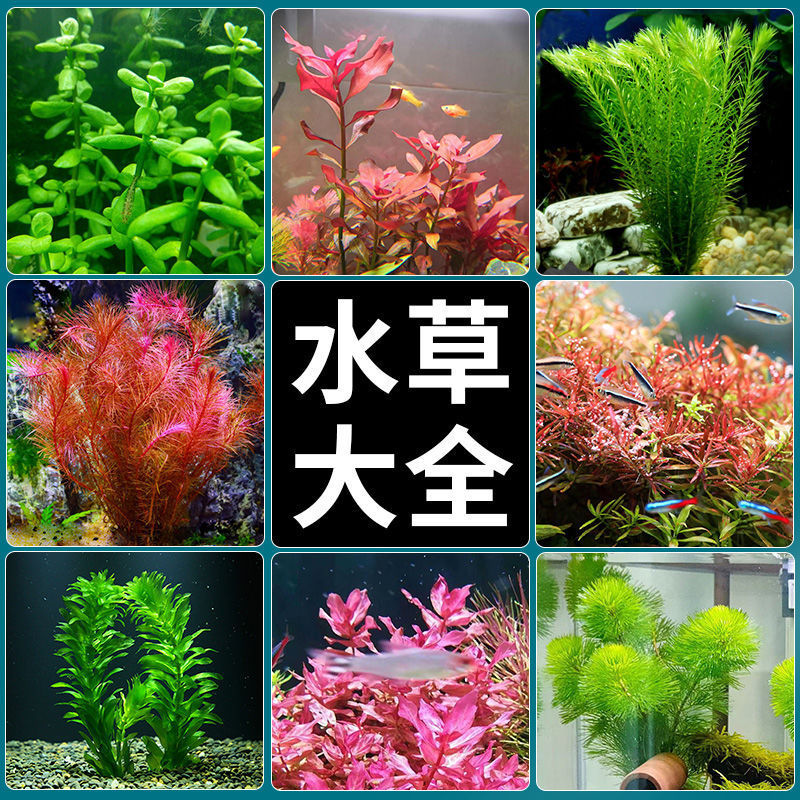 水植物魚缸造景活淨水真水榕缸綠植性蜈蚣魚新手