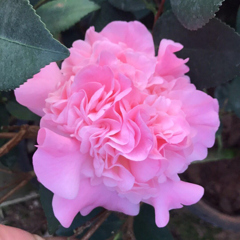 향비 5년근 모종(새싹이 많음)에 영양비료를 공급