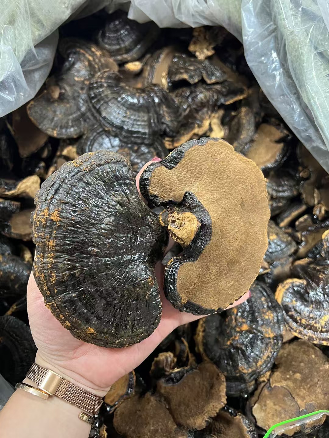 Dried Black Reishi Mushroom Whole Lingzhi Slices for Tea and Wine Soaking 100g key features