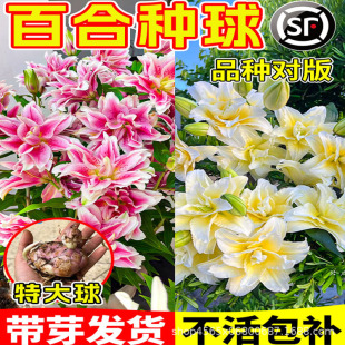 �ذ���ٺϷN��ΰ껨����mֱ����ˮ�ٺ��F�ڿ���ͥԺ��������