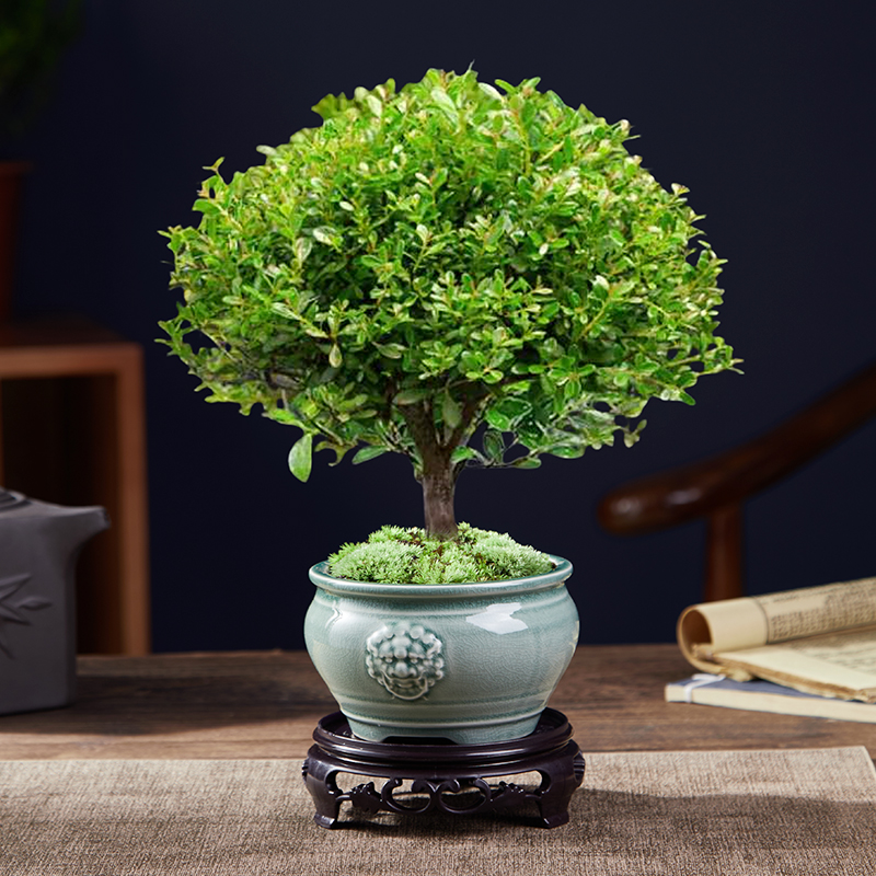 A급 고품질 작은잎 피비 + 쌍사자머리 화분 + 둥근바닥 지지대 + 이끼 + 비료