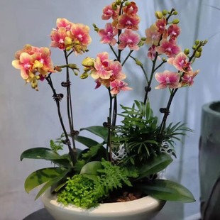 �����m���玧�������������Դ���͏d�҃�ֲ�ﻨ���ļ����B��Gֲ