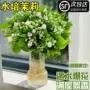桌面植物水养水培花卉