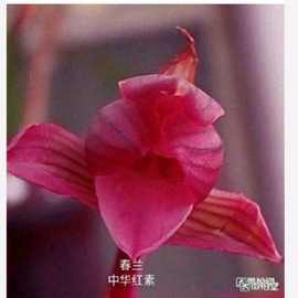 优等货特香 绿植 春兰 黑美人 红芯荷  老种兰花清幽