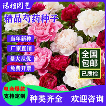 ��ș�N���ļ��_���׻��҃��⻨������ͥԺِĵ���ذ���ș���ѷN��