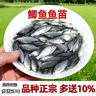 湖北中科5号鲫鱼苗淡水养殖鱼苗可食用工程鲫湘云鲫高背鲫活体鱼3