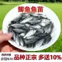 湖北高背5号活体鲫鱼苗