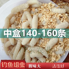 钓鱼大号蛆虫活虫鱼饵活蛆肉蛆蛆牙子钓溪石斑公鱼白蛆包活鲫鱼饵