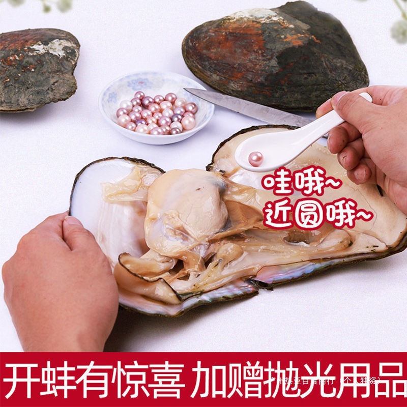 打开蚌活单珠鲜活德株淡水蚌壳珍珠河蚌自己取多珠珍珠蚌批垒真空