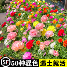 ذ̫ꖻNݻN҃^ֲﻨļN_׻