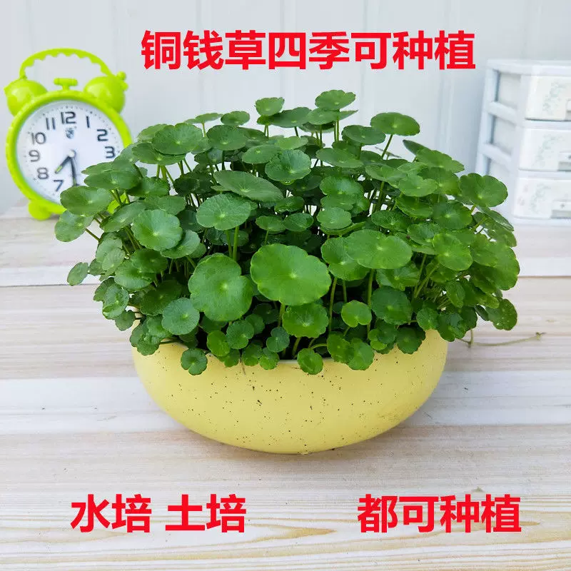 铜钱室内盆栽花卉绿植套餐盆景金钱绿萝吊兰净化空气水培植物