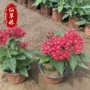 小区园林工程绿化穴盘苗