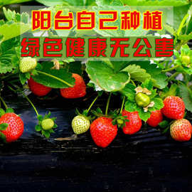 草莓种子 四季室内种植水果种子盆栽庭院阳台蔬菜种子食用水果籽