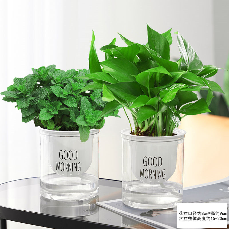 [핫 콤비네이션] 엄선된 민트 + 포토스(굿모닝 세면대)와 영양비료 무료