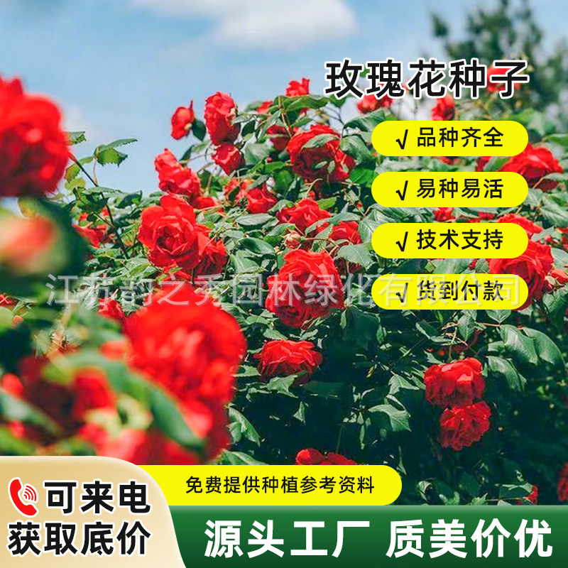 玫瑰花种籽子庭院阳台四季开花盆栽花卉植物易爆盆室内外鲜花种子