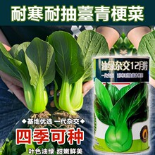 ;Gs12๣˷N͟ͺСײϺѴļ߲