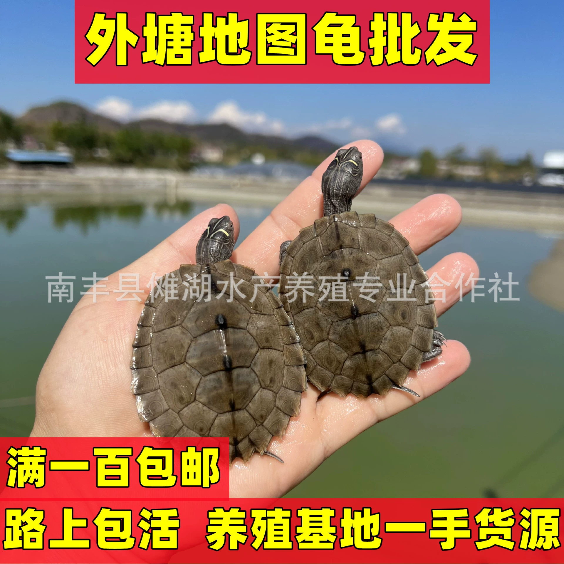 Карта черепаха оптом Карта Миссисипи черепаха внешний пруд живет глубоководная черепаха аквариум домашнее животное Смешанное разведение пара маленькая черепаха