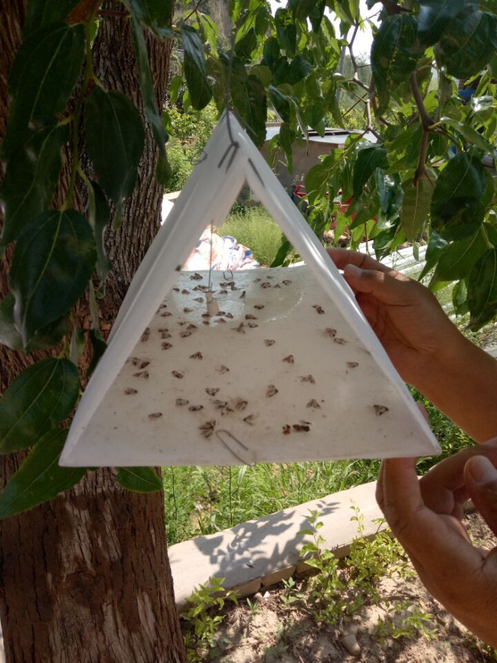 2017佳县桃小食心虫使用效果图2