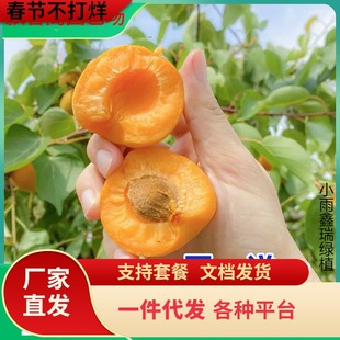 һ�����l�Ә����޽��ϱ����Nֲ�ش�P�ؾ������������Ӯ���Y��
