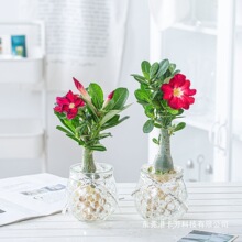 ˮ��ֲ���҃ȾGֲ���ܺ��B�͏d�k���������_�����Ի�