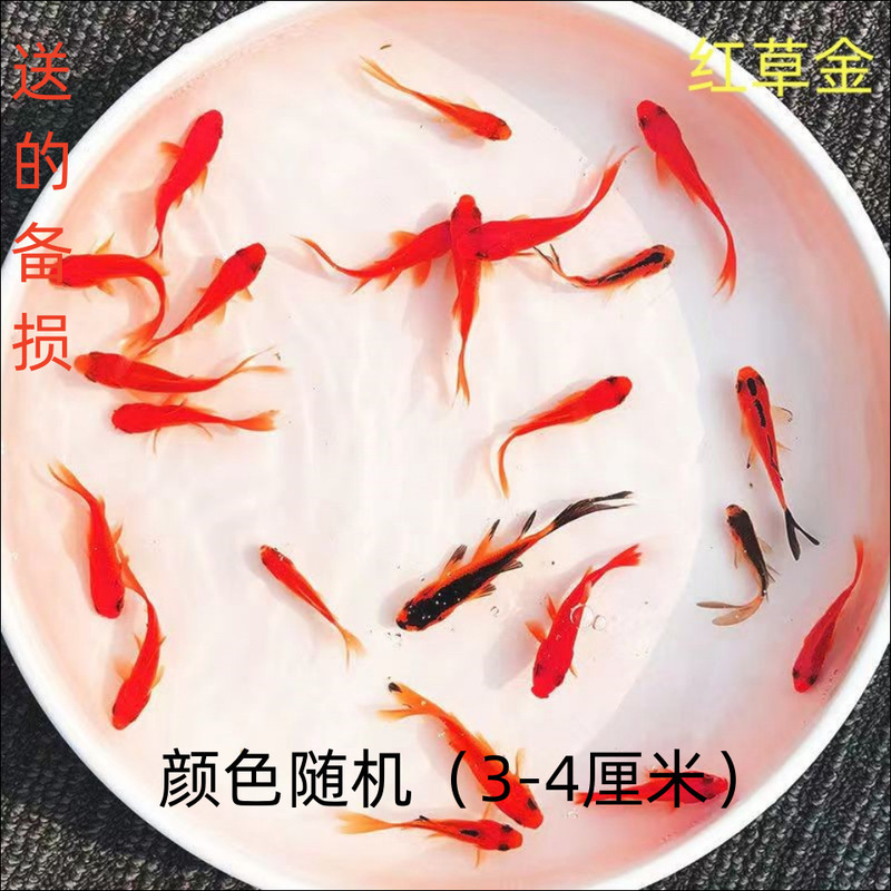 Ornamental Fish, Cold Water Fish, Red and White Koi, Durable and Easy to Raise, Feed, Fish Grass, Goldfish, Live Fish Water Purifier, Two Bottles of Others