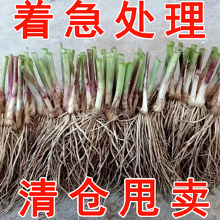 ļ²˸玧ϸ~~t̨߲҃ѷN