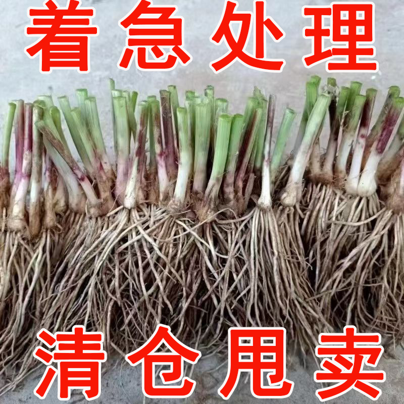 Four-Season Chive Root Seedlings with Soil, Purple Roots, Large Leaves, Wide Leaves, Red Roots, Indoor and Outdoor Balcony Vegetable Seedlings, Vegetable Seeds, Seedlings