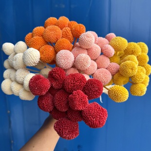 �������S�������ɻ����Ҿ��b�c�廨���϶�ɫ���x