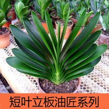 短叶君子兰立板油匠当年开花室内美观绿植四季常青高档花卉盆栽