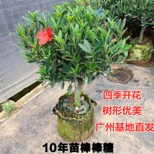Four Seasons Azalea Red Camellia Old Pile Sapling Potted Plant with Buds Blooming Continuously Balcony Courtyard Strong Fragrance Easy to Maintain
