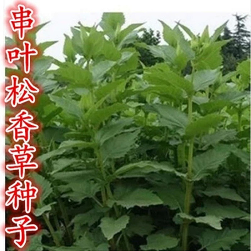 精装串叶松香草种子多年生猪牛羊鹅畜禽牧草籽 香槟菊花草_2