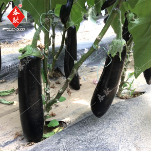 ��������������L�ѷN�ӵ��S313�G����Ϻ�������1000�Ͳ��S�a