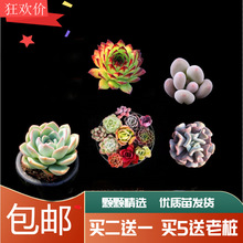 �����N��Сֲ���ײ�����M���҃��̨���Ծ�Ʒ�������Ժðl؛�Gֲ