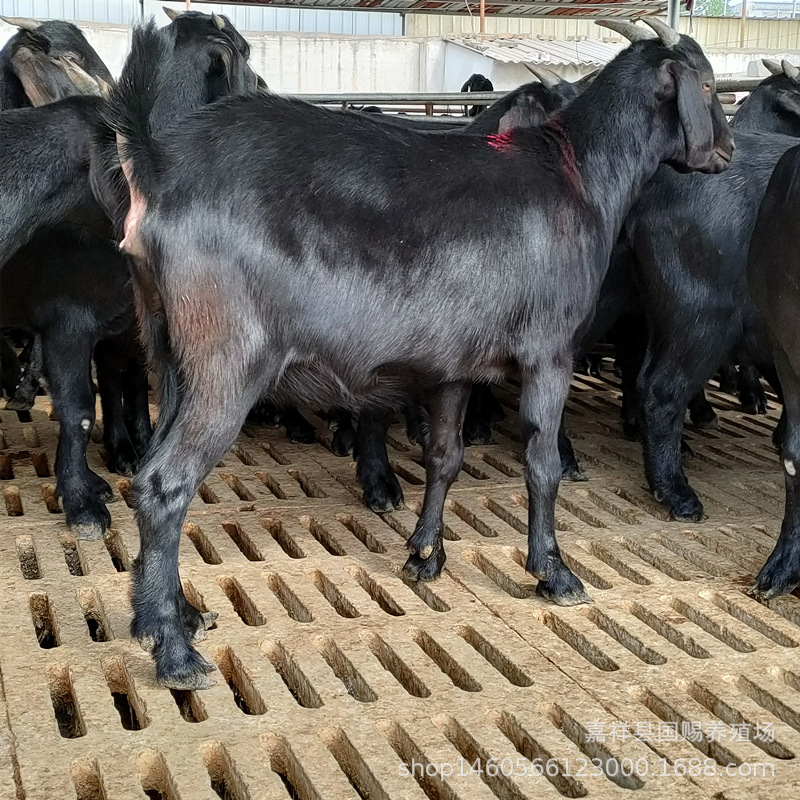 黑山羊批发 白山羊小羊羔市场行情 大耳黑山羊利润走势