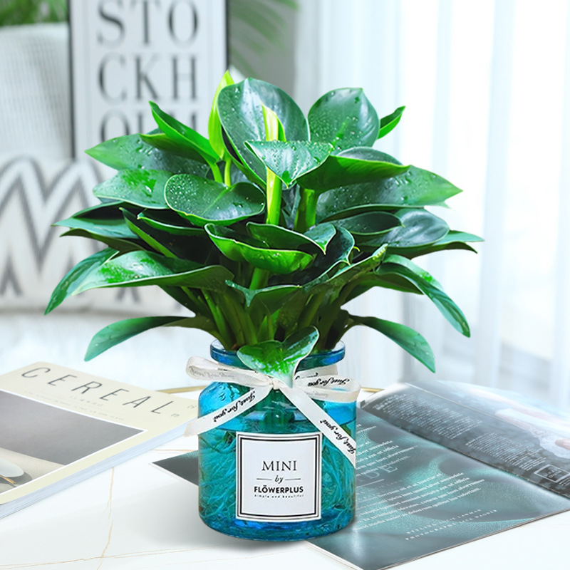 골든 다이아몬드 3개(파란색 유리병) + 크리스탈 머드 + 영양액