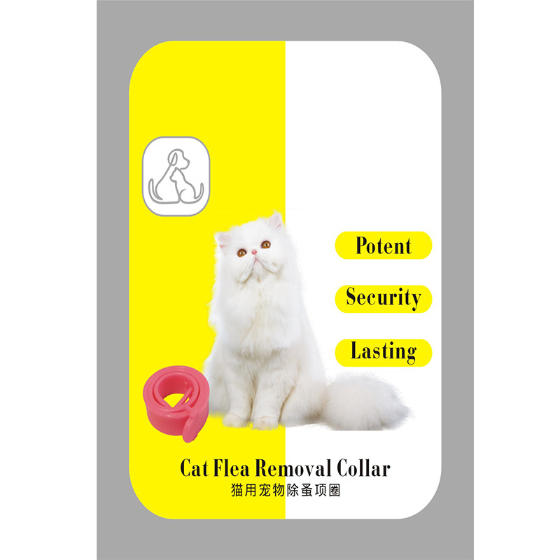 국제 영어 버전 고양이 서클