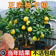 ɳӘԹͥԺGϱNֲ޽Ӵͺ