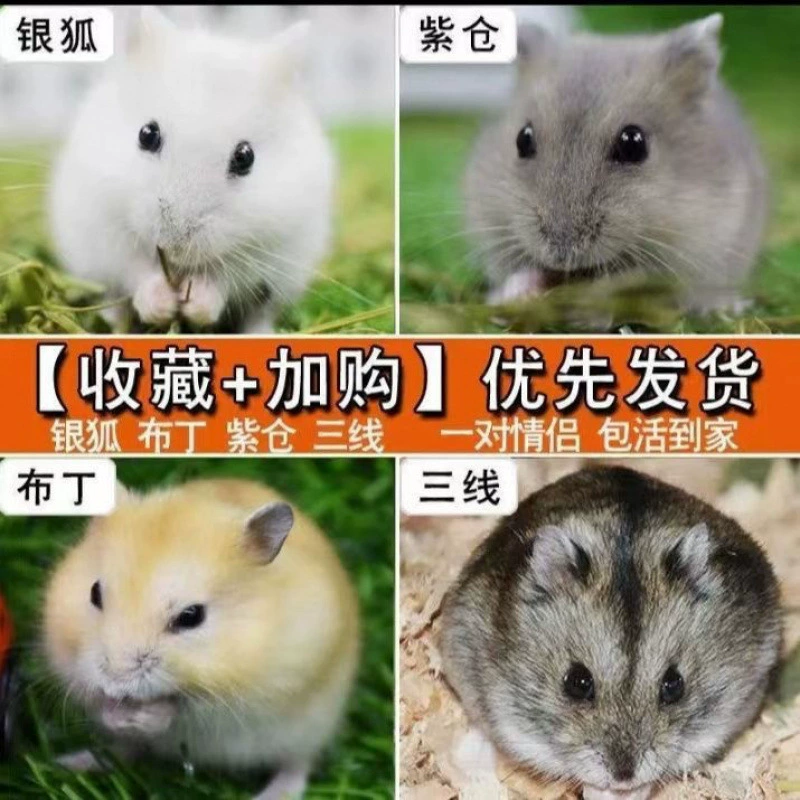 Хомяк с длинной шерстью, фиолетовый живой пакет животных, пудинг из чистой серебряной лисы, трехлинейное детское золото.