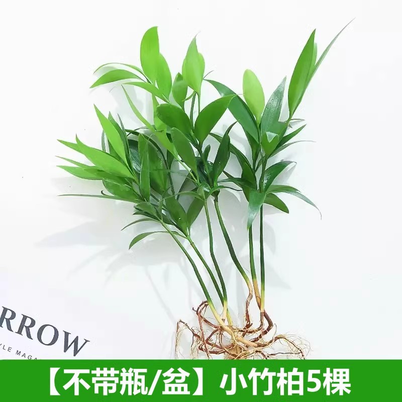 모기퇴치대나무, 편백나무 5그루 + 영양액