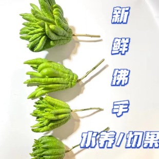Yunnan Niche Flowers Fresh-Cut Bergamot with Fragrance Fresh Air Natural Aromatherapy Hydroponic Buddha Flowers Bergamot