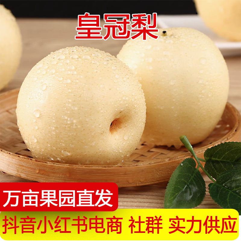 产地直发河北正宗皇冠梨子新鲜水果鸭梨雪梨脆甜多汁一件代发