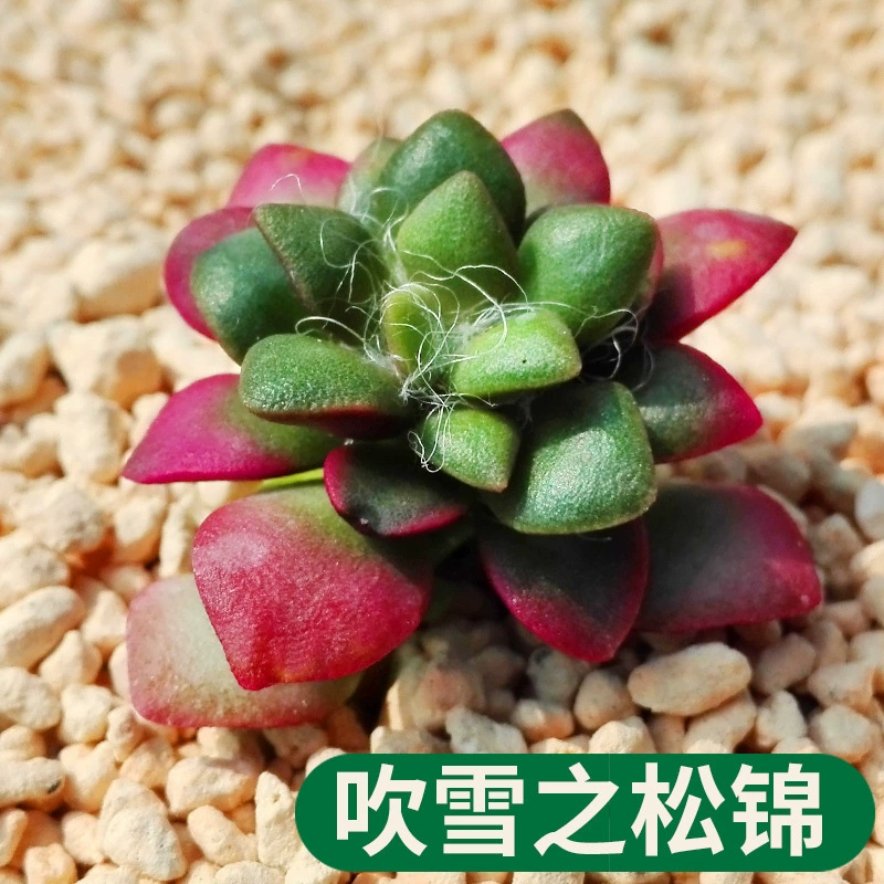 Снегоуборочные сосновые парчовые суккуленты Huihuan трава горшечные растения зеленые растения цветы офис украшения для отдыха в помещении украшения