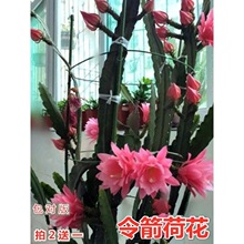 ����ɻ��玧���|��С���ذ����˄��һ��Gֲ���҃��������M�ڻ���