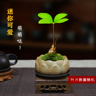 ���lī�����F���������~���҃��k�������滨�ļ����B�Gֲ�U��С��