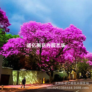 �P��ľ����t��麘��������F��ľ�{��麘�������ͥԺ�G����䳣�G